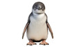 Fairy Penguin isolated on a transparent background.