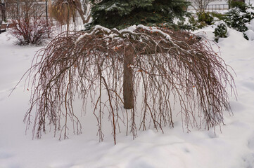 Wall Mural - tree in snow