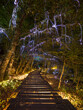 Fairy-tale beautiful park with wooden path and forest trees decorated with magical lamps and garlands. Vertical outside natural landscape. Lightland, Montenegro