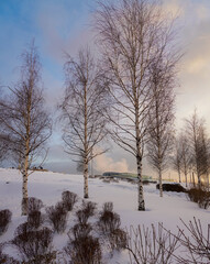 Wall Mural - winter landscape with trees and snow