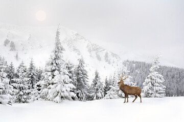 Wall Mural - winter landscape with sika deer ( cervus nippon, spotted deer ) walking in the snow in fir forest an