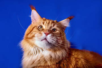 Wall Mural - A portrait of the very big maine coon cat sitting in a studio on the blue background. Isolated.