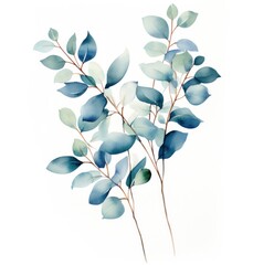 eucalyptus leaves on branch with white background