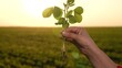 farmer hand, setting sun, plants green soybean seedlings farm. Agriculture farmer grows food needed feed people. farmer using hands plants small green sprout rows green soybeans field. difficult but