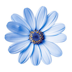 Wall Mural - Flower daisy blue flax flora blossom bloom petal nature isolated on white