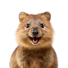 Wall Mural - Quokka face shot, isolated on transparent background