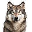 Wolf, face shot isolated on transparent background