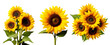 Set of Sunflower Flowers: Captivating Summer Collection of Yellow Blooms, Isolated on Transparent Background, PNG