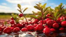 Cranberry Growing In Its Natural Environment In Nature. Close Up Of Red Berries With Green Leaves On A Sunny Day. Ideal For Food And Nature Related Projects.