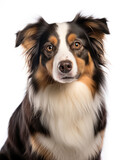 Fototapeta  - American Shepherd Dog Studio Shot Isolated on Clear Background, Generative AI