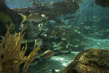 ripleys aquarium toronto fish swimming scattered in aquarium tank