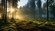 Beautiful morning mist over a wide angle lens of realistic light forest.