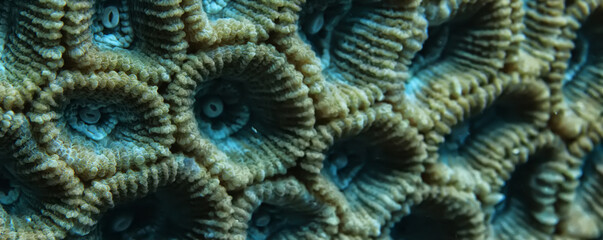 Sticker - coral texture underwater background reef abstract sea
