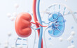 Kidney and biological concept background, 3d rendering.