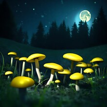 Yellow Mushrooms In The Forest