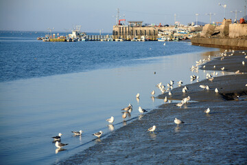 Sticker - seagulls on the beach