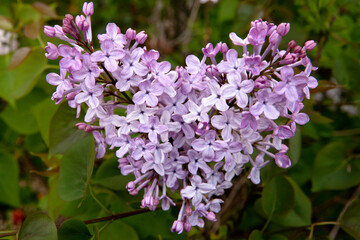 Poster - lilac flowers in the shape of a heart