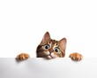 kitty cat kitten looking white sign flat vector graphic climbing cute fearful waiting behind wall emote hello below curiosity painfully adorable nervous look