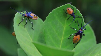 Sticker - Stink bug on wild plants, North China