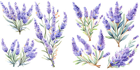 Wall Mural - Lavender watercolor illustration clipart. Generative AI
