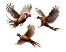 A set of Ring-necked Pheasants flying isolated on a transparent background