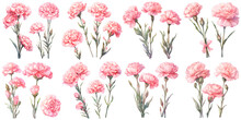 Pink Carnation Watercolor Illustration Clipart. Generative AI