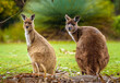 Kangaroo Island Kangaroo (Macropus fuliginosus fuliginosus)