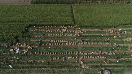 Wall Mural - Farmers use agricultural machinery to harvest ginger on a farm in North China