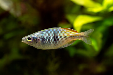 Sticker - Boeseman's rainbowfish - Melanotaenia boesemani