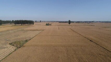 Poster - Mature paddy scenery, North China