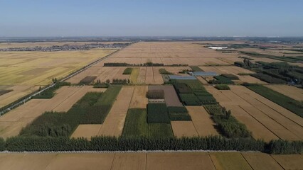 Poster - Mature paddy scenery, North China