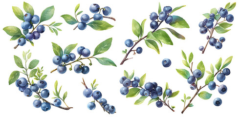 Wall Mural - blueberry branch in watercolor illustration clipart. Generative AI