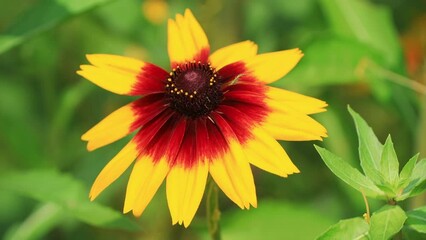 Sticker - Gaillardia pulchella flowers in the wild state