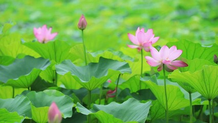 Poster - Lotus in the pond, North China