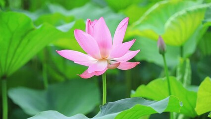 Poster - Lotus in the pond, North China