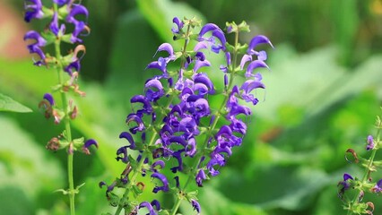 Poster - beautiful Salvia farinacea is in the garden