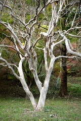 Poster - tree in the forest