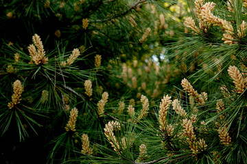 Wall Mural - flowers of the pine