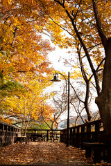 Wall Mural - autumn in the park