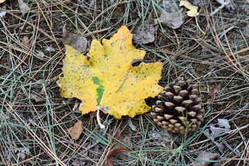 Poster - autumn leaves on the ground