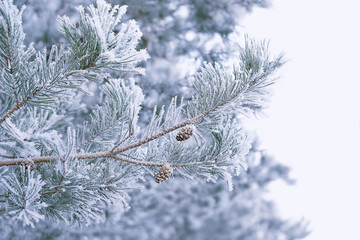 Poster - snowy pine branches, winter nature background. Christmas tree on frosty snowy landscape. festive winter season. New Year, Christmas holidays concept. template for design