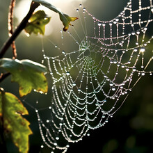 A Spiderweb Covered In Morning Dew