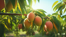 Mango Fruits Growing