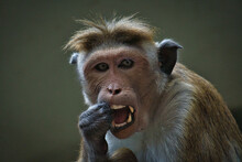 Rhesus Monkey Sitting On A Branch And Peeing In His Teeth. Animal Photo Of A Mammal