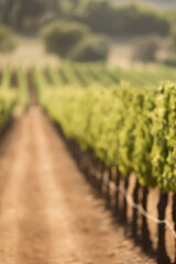 Blurred vineyard background, de-focused grape field summer nature landscape. Vertical banner template with copy space for text