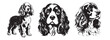 Cocker Spaniel dog heads set, black and white vector illustrations