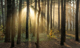 Fototapeta Krajobraz - Sun rays play in the branches of trees. Autumn forest. Autumn colors. Morning. Walk in the woods.