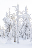 Fototapeta Na ścianę - Zimowy, zmrożony, biały las pełen śniegu w górach w Karkonoszach