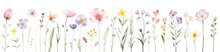Watercolor Wild Flowers Isolated On Transparent Background. 