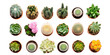 Top view of small potted cactus succulent plants isolated on white or transparent background